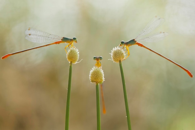 Hermosos caballitos del diablo en el lugar de la naturaleza