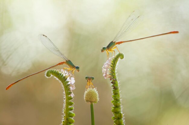 Hermosos caballitos del diablo en el lugar de la naturaleza