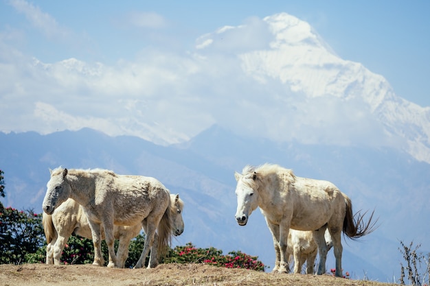 Hermosos caballos blancos pastan junto a las montañas de Nepal.