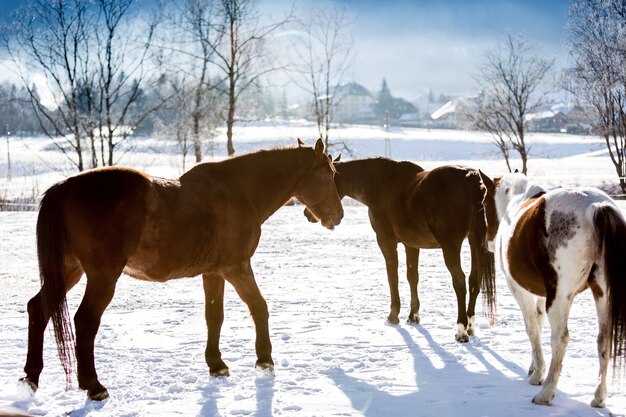 Hermosos caballos en el campo de las tierras altas cubierto de nieve