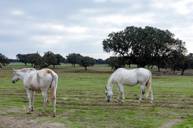 Hermosos caballos en el campo.