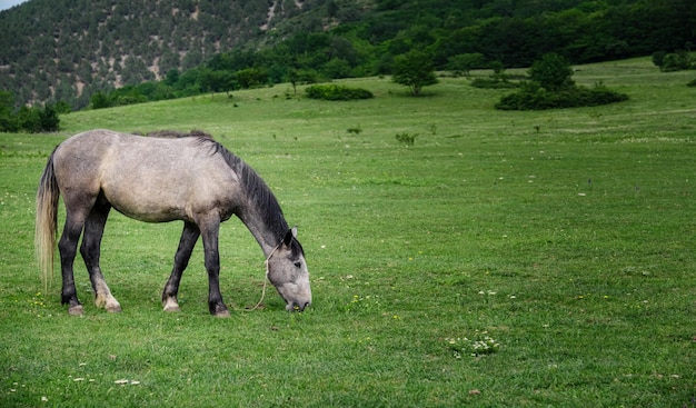 Hermosos caballos castaños en una granja en verano