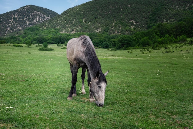 Hermosos caballos castaños en una granja en verano