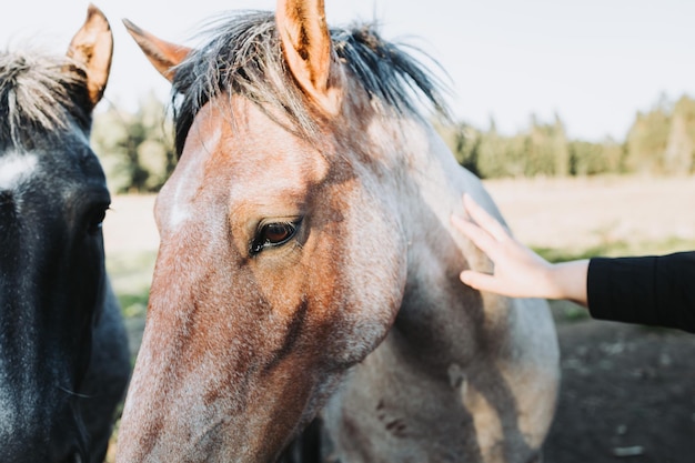 hermosos caballos chilenos grises y marrones parados y esperando ser acariciados Granja educativa