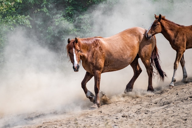 Hermosos caballos de diferentes razas corriendo en polvo al atardecer