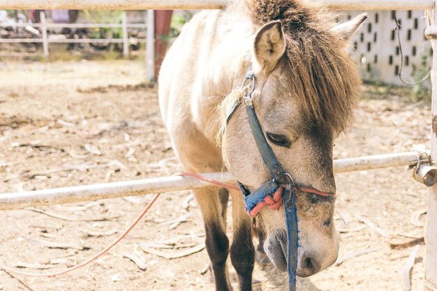 Hermosos caballos en el establo