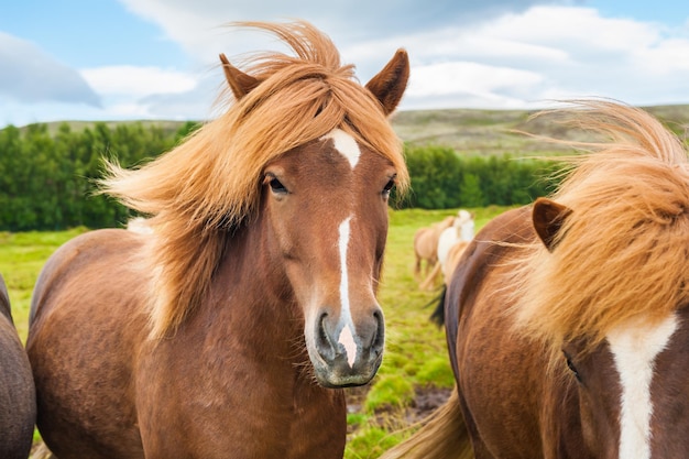 Hermosos caballos islandeses marrones en la naturaleza. Sur de Islandia.