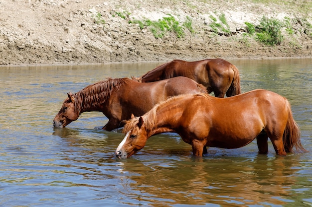 Hermosos caballos marrones beben agua del río.