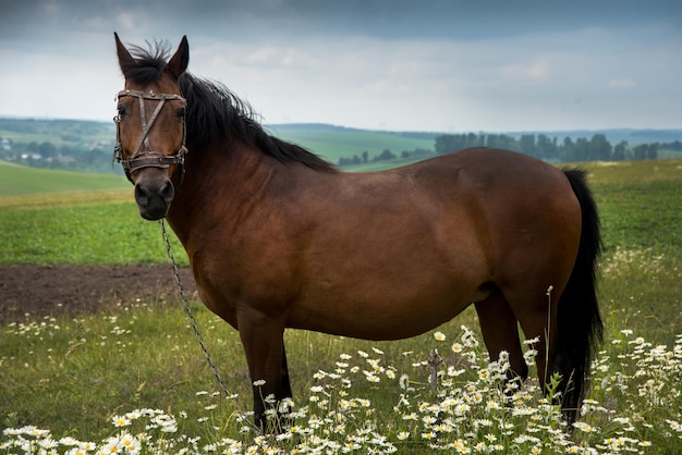 Foto hermosos caballos marrones en un prado de manzanilla en paisajes rurales