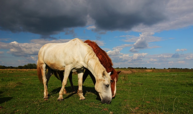 Hermosos caballos pastan en el paisaje de verano de hierba