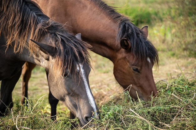 Hermosos caballos pastan en el pasto