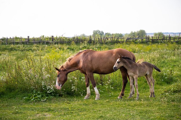 Hermosos caballos pastan en el pasto