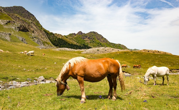 Hermosos caballos pastando en los pastos alpinos