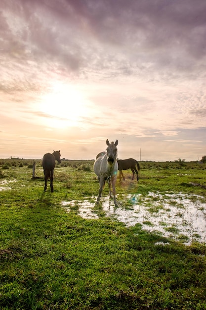 Hermosos caballos en los prados disfrutando de un espectacular amanecer