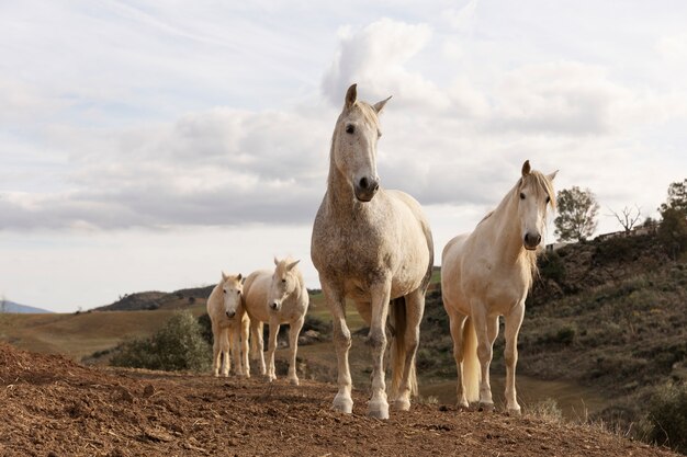 Hermosos caballos unicornio en la naturaleza.