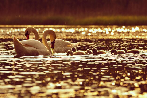 Hermosos cachorros de cisne en el estanque Hermoso fondo de color natural con animales salvajes Primavera Hora del atardecer