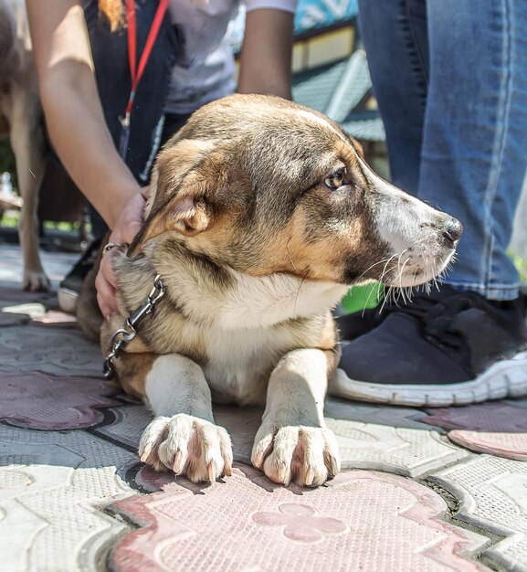 Hermosos cachorros mestizos al aire libre en la ciudad