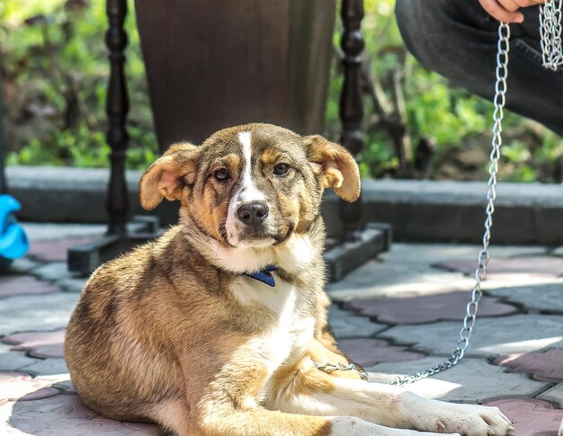 Foto hermosos cachorros mestizos al aire libre en la ciudad