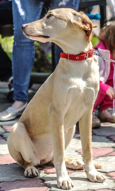 Foto hermosos cachorros mestizos al aire libre en la ciudad