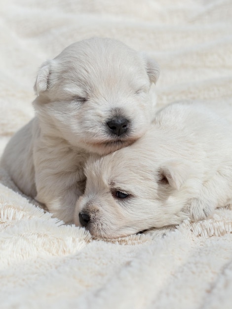 Hermosos cachorros soñolientos West Highland White Terrier en una sábana blanca