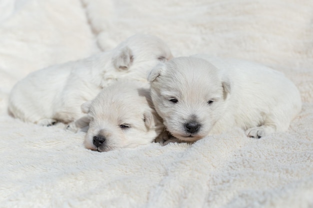 Hermosos cachorros soñolientos West Highland White Terrier en una sábana blanca