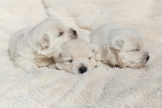 Hermosos cachorros soñolientos West Highland White Terrier en una sábana blanca