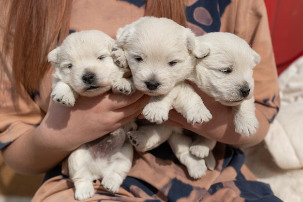 Hermosos cachorros West Highland White Terrier en manos de un hombre