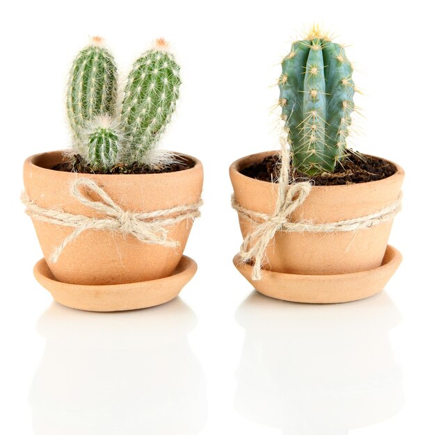 Hermosos cactus en maceta aislado en blanco