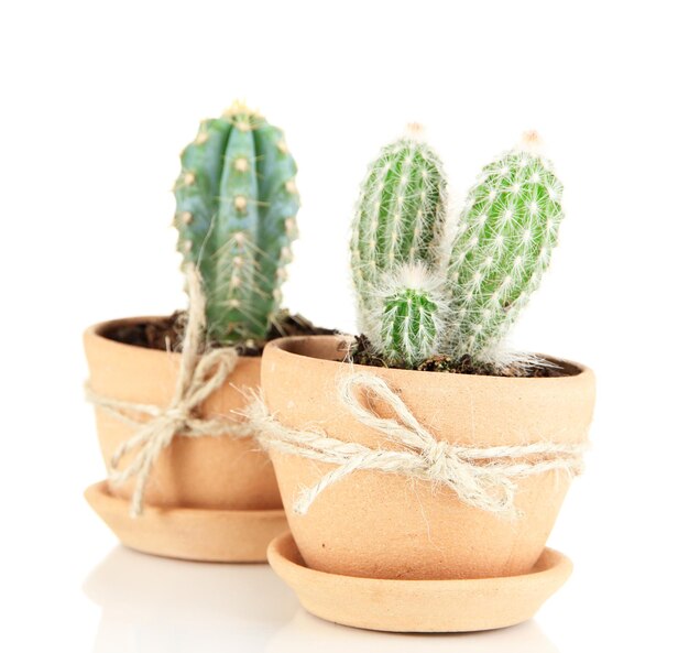 Hermosos cactus en maceta aislado en blanco