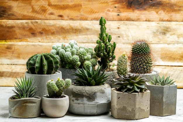 Foto hermosos cactus en ollas de cemento espacio para el texto