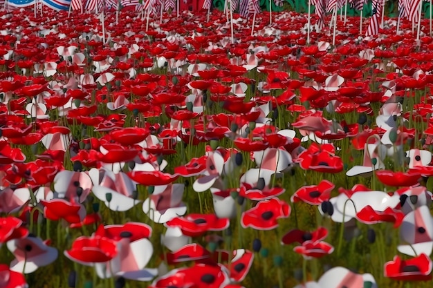 Hermosos campos de amapolas rojas en la luz del atardecer generada por la red neuronal