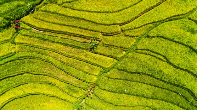 Hermosos campos de arroz en Bali. famoso por los arrozales en Asia.