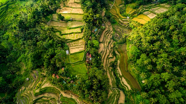 Hermosos campos de arroz en Bali. famoso por los arrozales en Asia.