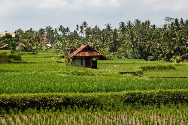 Hermosos campos de arroz en Bali, Indonesia.