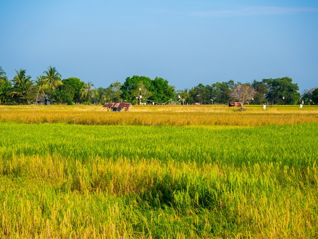 Hermosos campos de arroz dorado y verde