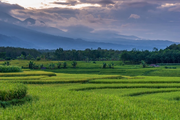 Hermosos campos de arroz en la mañana indonesia