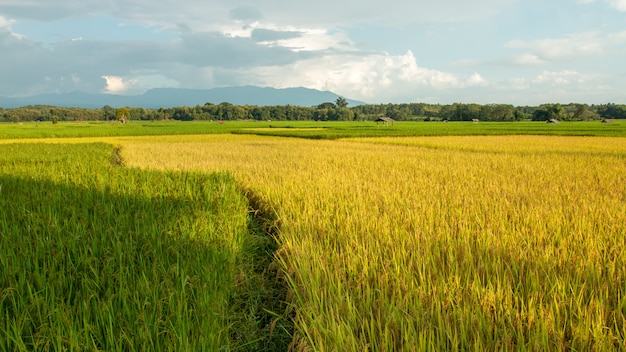 Hermosos campos de arroz natural amarillo y verde