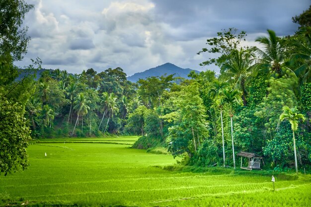 Foto hermosos campos de arroz en sumatra occidental, indonesia