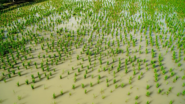 hermosos campos de arroz en tailandia