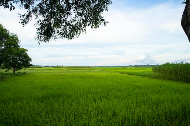 Hermosos campos de arroz verde con cielos nublados contrastantes
