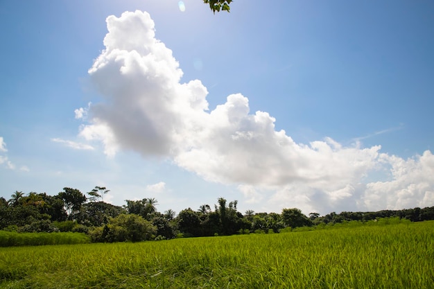 Hermosos campos de arroz verde con cielos nublados contrastantes