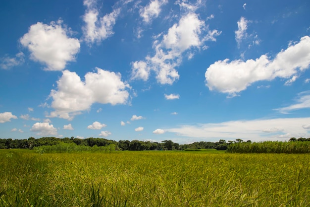 Hermosos campos de arroz verde con cielos nublados contrastantes