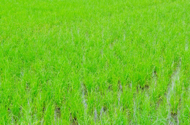 hermosos campos de arroz