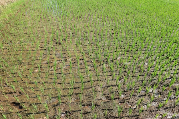 Foto hermosos campos de arroz