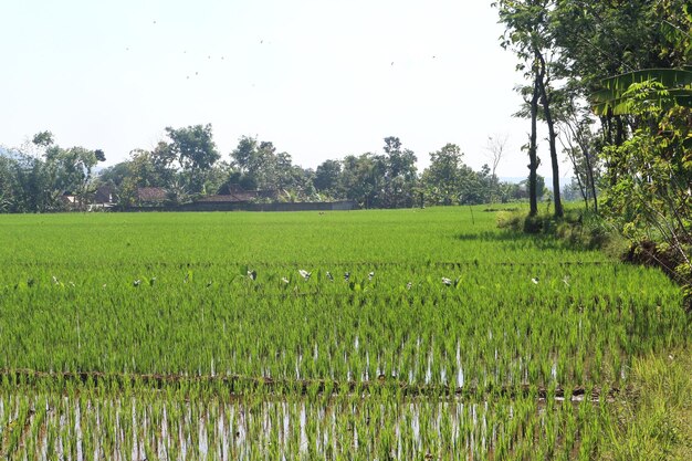 Hermosos campos de arroz