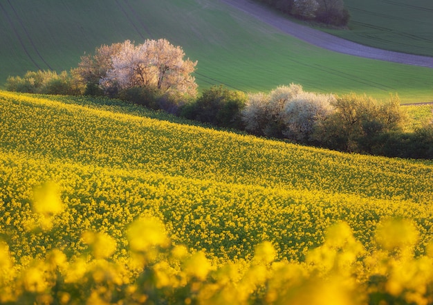 Hermosos campos de colza amarillo con árboles en flor al atardecer. Moravia del sur