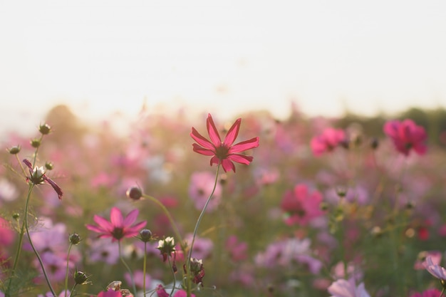 Foto hermosos campos de flores cosmos con luz solar