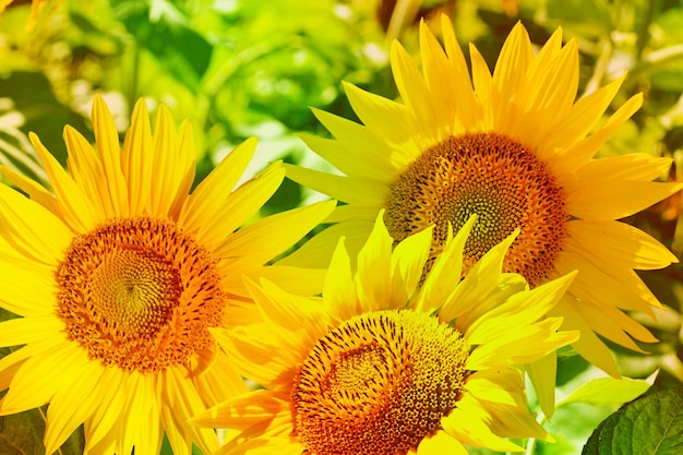 Hermosos campos de girasoles en verano