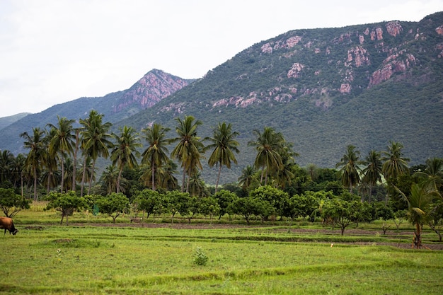 Foto hermosos campos de la india campo agrícola bajo la montaña