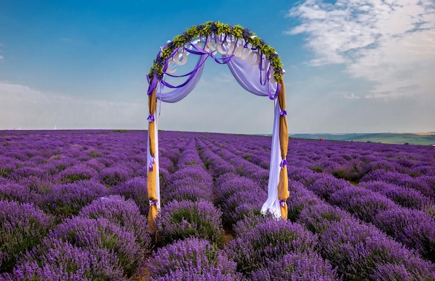 Hermosos campos de lavanda en un día soleado MoldovaxA